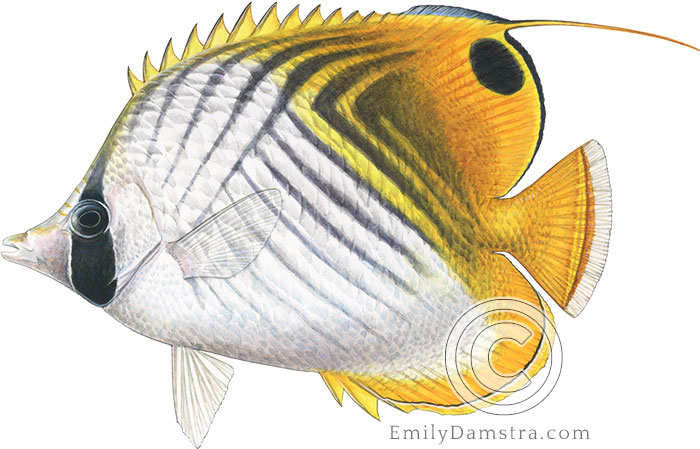 Illustration of Threadfin butterflyfish Chaetodon auriga