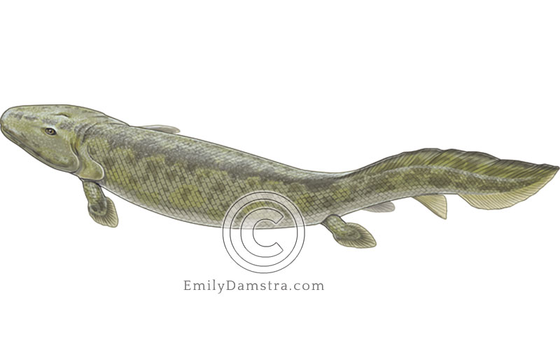 Illustration of Tiktaalik