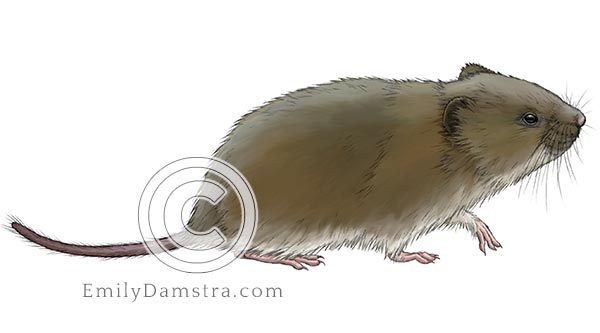 Townsend vole illustration Microtus townsendii