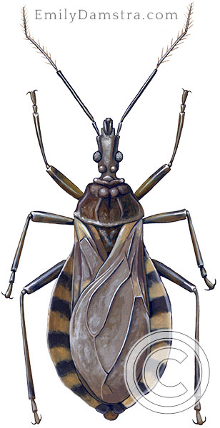 Kissing bug illustration Triatoma infestans