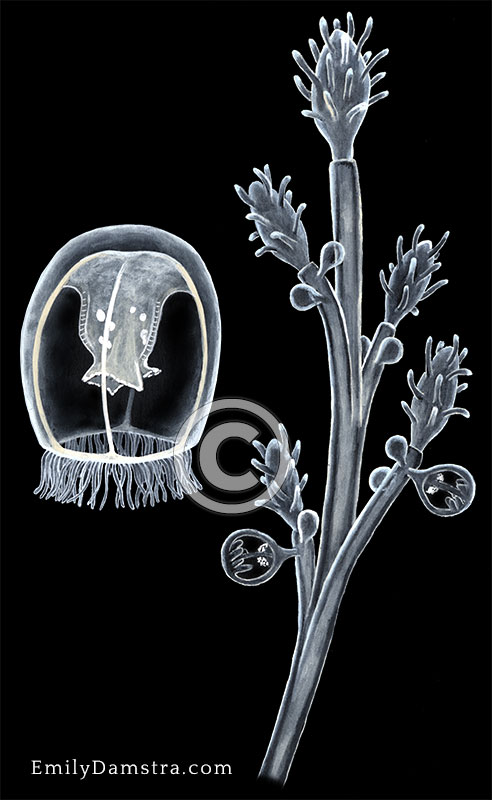 Immortal jellyfish illustration Turritopsis nutricula