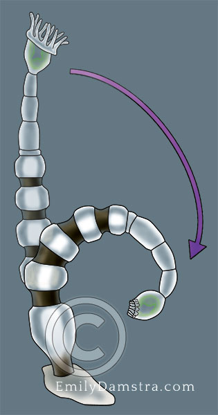 Urnatella gracilis illustration