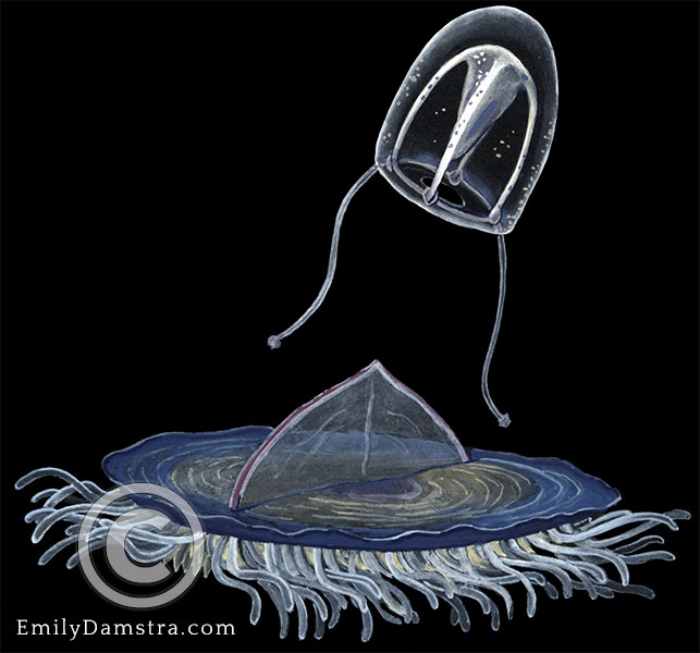 By-the-wind-sailor illustration Velella