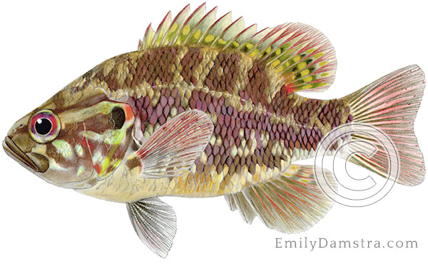 Warmouth sunfish Lepomis gulosus illustration