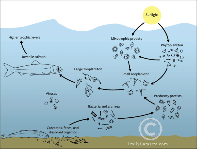 West Coast food web illustration