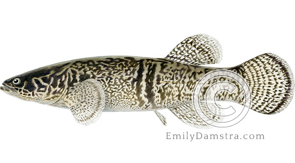Alaska blackfish illustration Dallia pectoralis