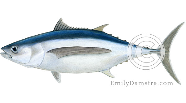 Albacore tuna illustration Thunnus alalunga