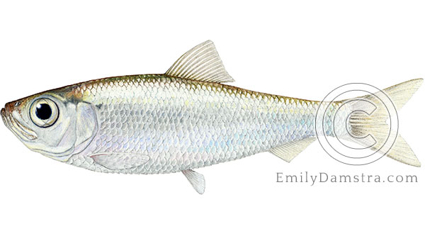 Alewife Alosa pseudoharengus fish illustration