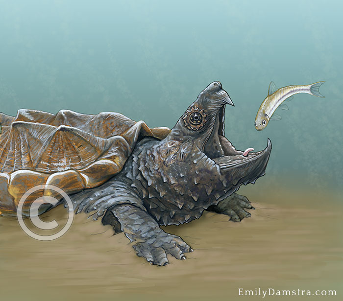 Alligator snapping turtle illustration