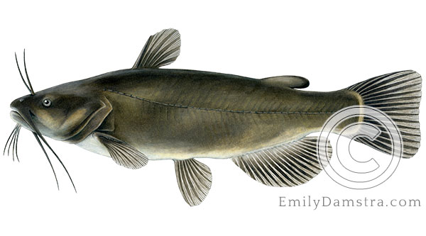 Black bullhead Ameiurus melas illustration