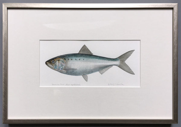 american shad framed