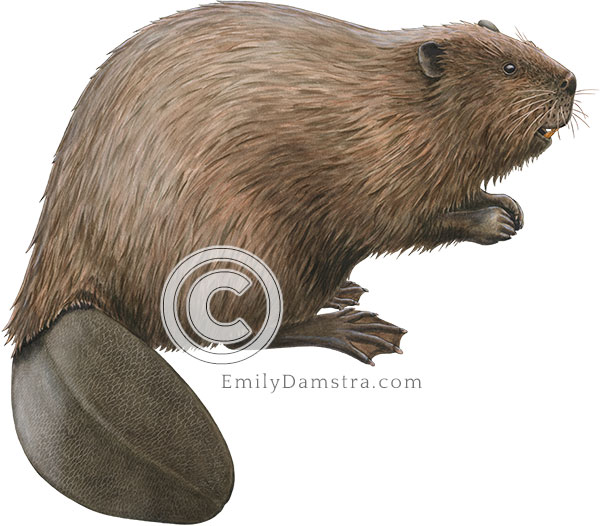 North American beaver illustration Castor canadensis