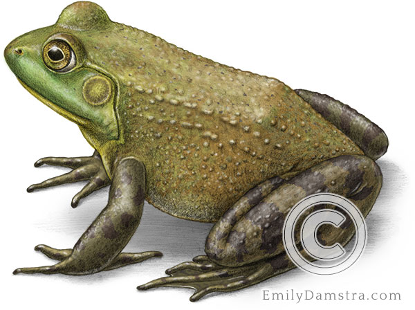 American bullfrog illustration Rana catesbeiana