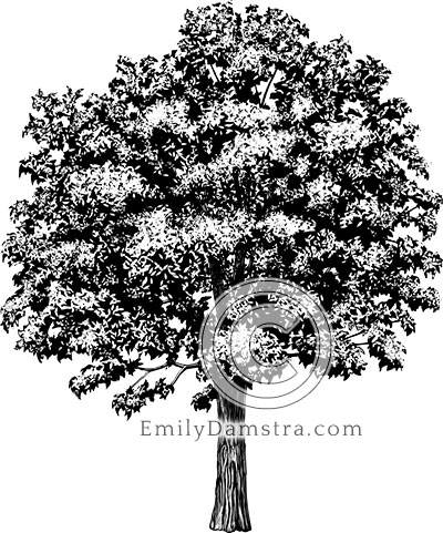 American chestnut tree illustration Castanea dentata