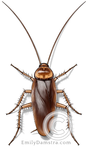 American cockroach illustration Periplaneta americana