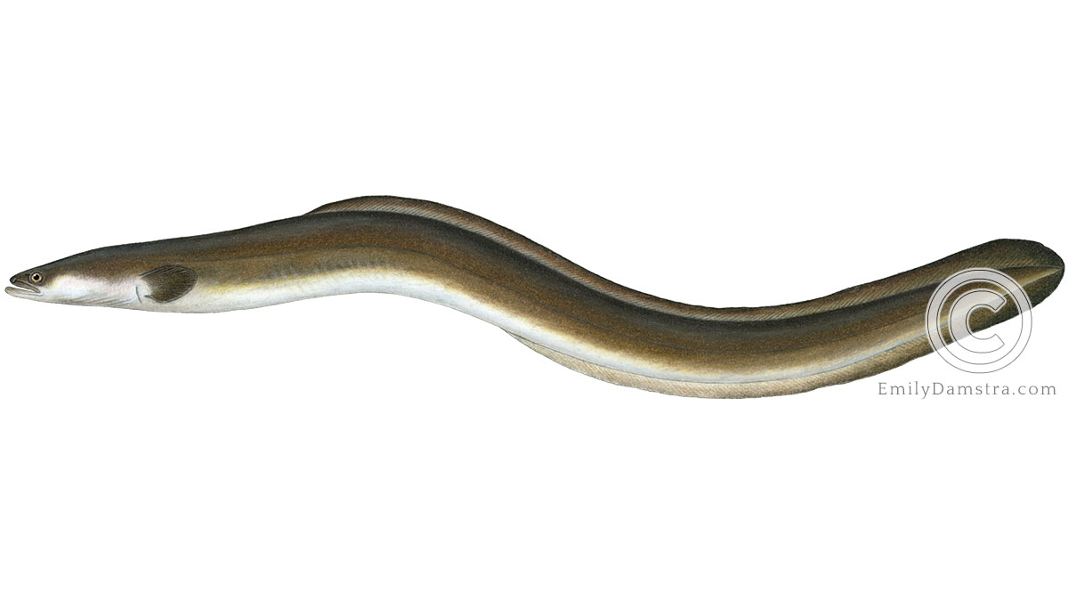 American eel Anguilla rostrata illustration