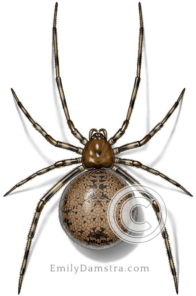 American house spider illustration Achaearanea tepidariorum