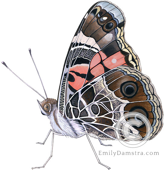 American lady butterfly illustration Vanessa virginiensis