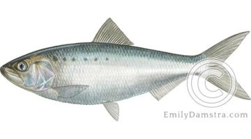 American shad illustration Alosa sapidissima