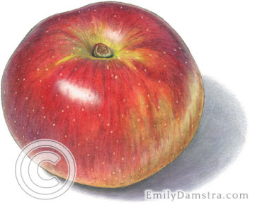 Baldwin apple illustration
