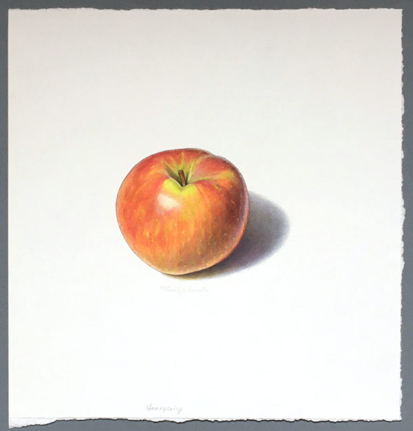 Honeycrisp apple art