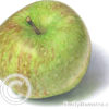Oldenburg apple illustration