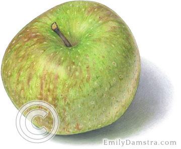 Oldenburg apple illustration