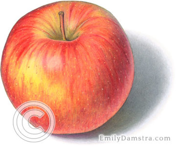 Ambrosia apple illustration