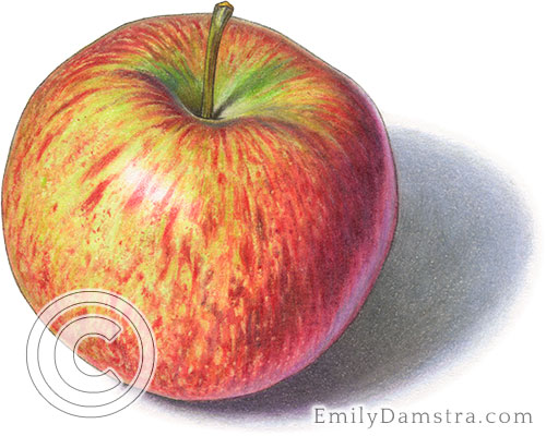 Cortland apple illustration