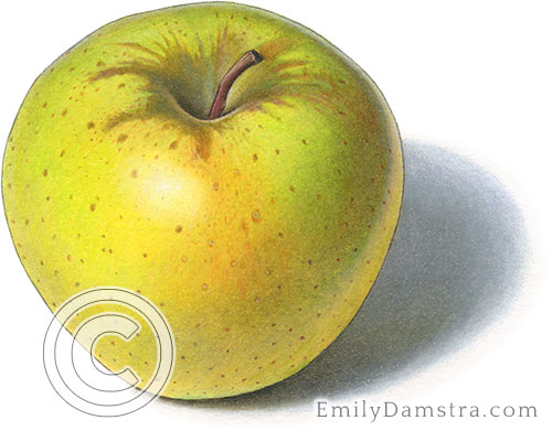 Crispin apple illustration mutsu