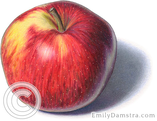 Empire apple illustration