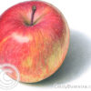 Fuji apple illustration