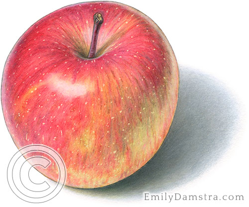 Fuji apple illustration