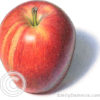 Gala apple illustration