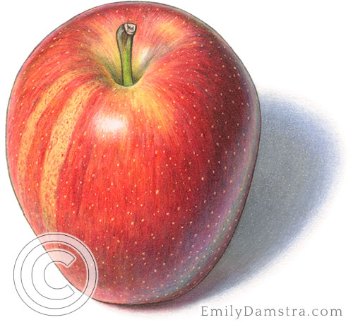 Gala apple illustration