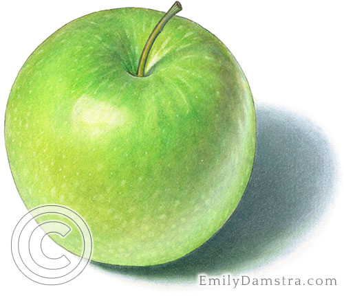 Granny Smith apple illustration