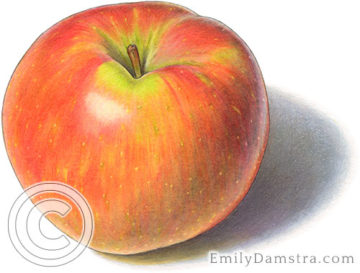 Honeycrisp apple illustration