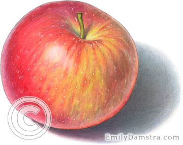 Ida red apple illustration