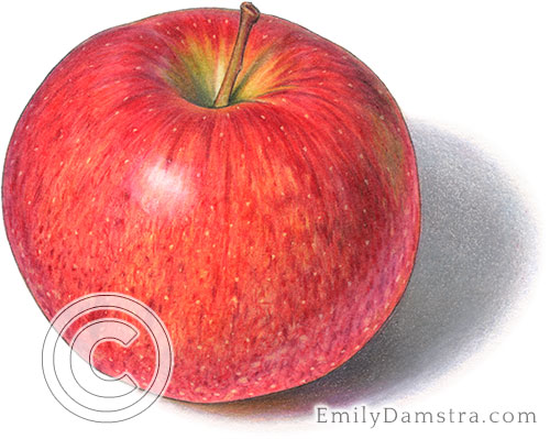 Jonagold apple illustration