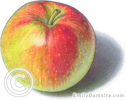 Macintosh apple illustration