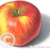 Northern spy apple illustration