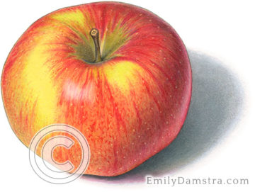 Northern spy apple illustration