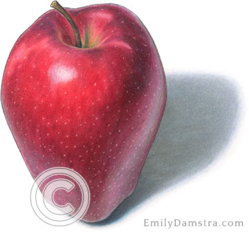 Red delicious apple illustration