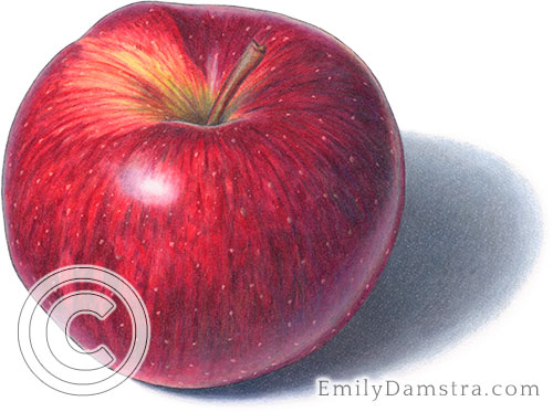 Red Prince apple illustration