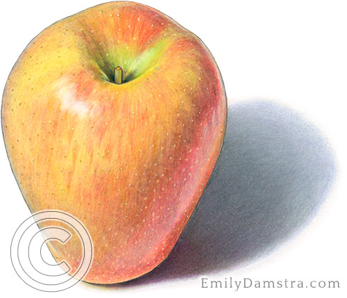 Sonya apple illustration