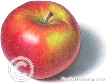 Spartan apple illustration