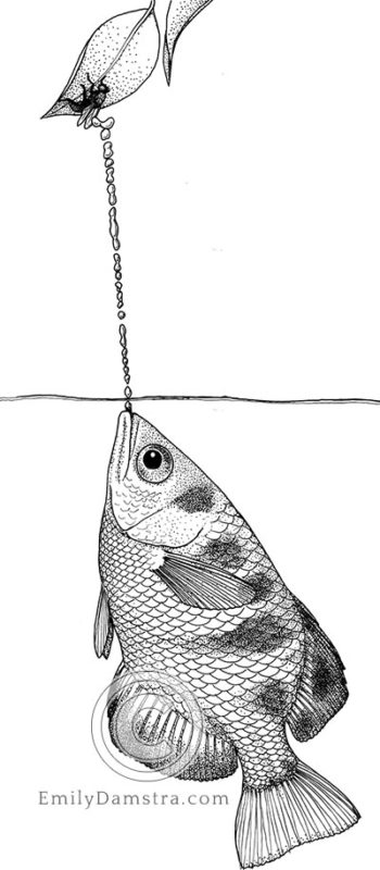 Seven-spot archerfish or Largescale archerfish illustration Toxotes chatareus
