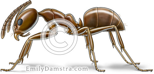 Argentine ant illustration Linepithema humile