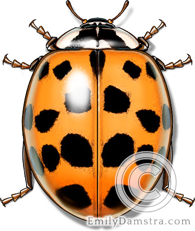 Asian lady beetle illustration Harmonia axyridis