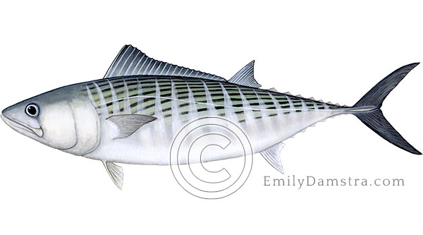Atlantic bonito Sarda sarda illustration